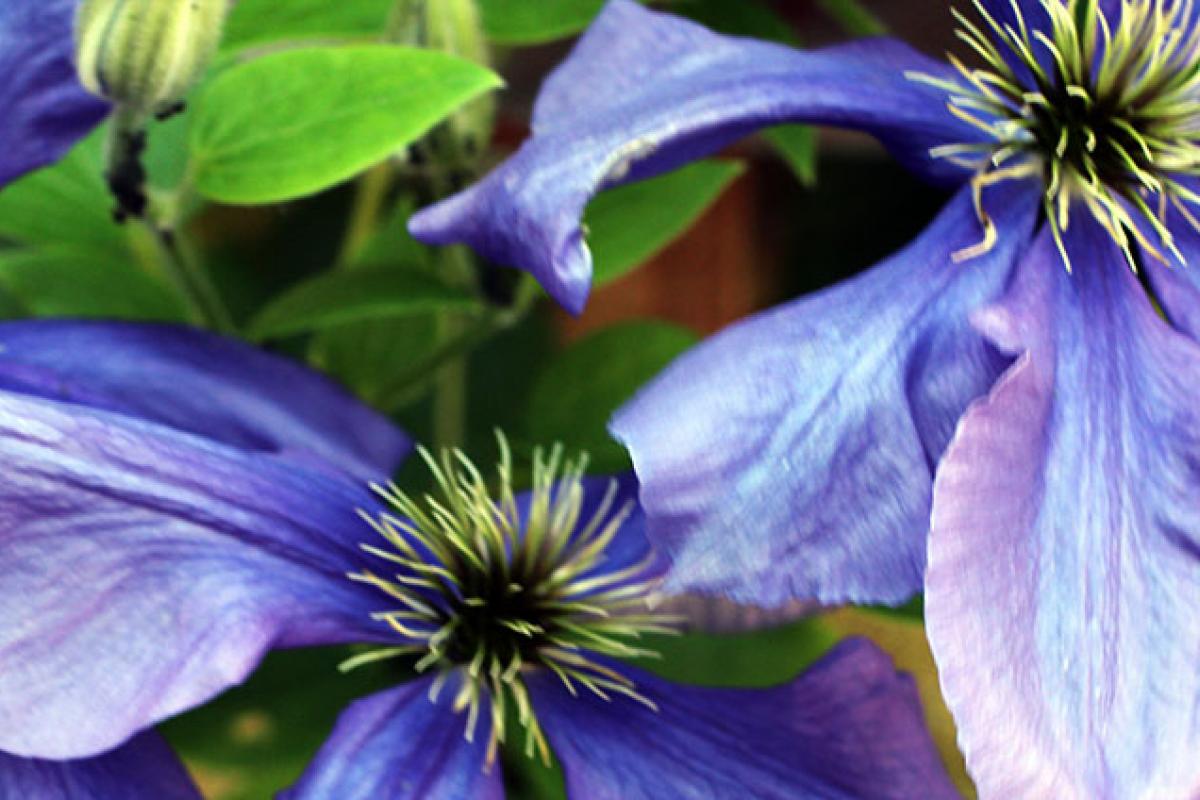 Light purple flowers and green leaves.