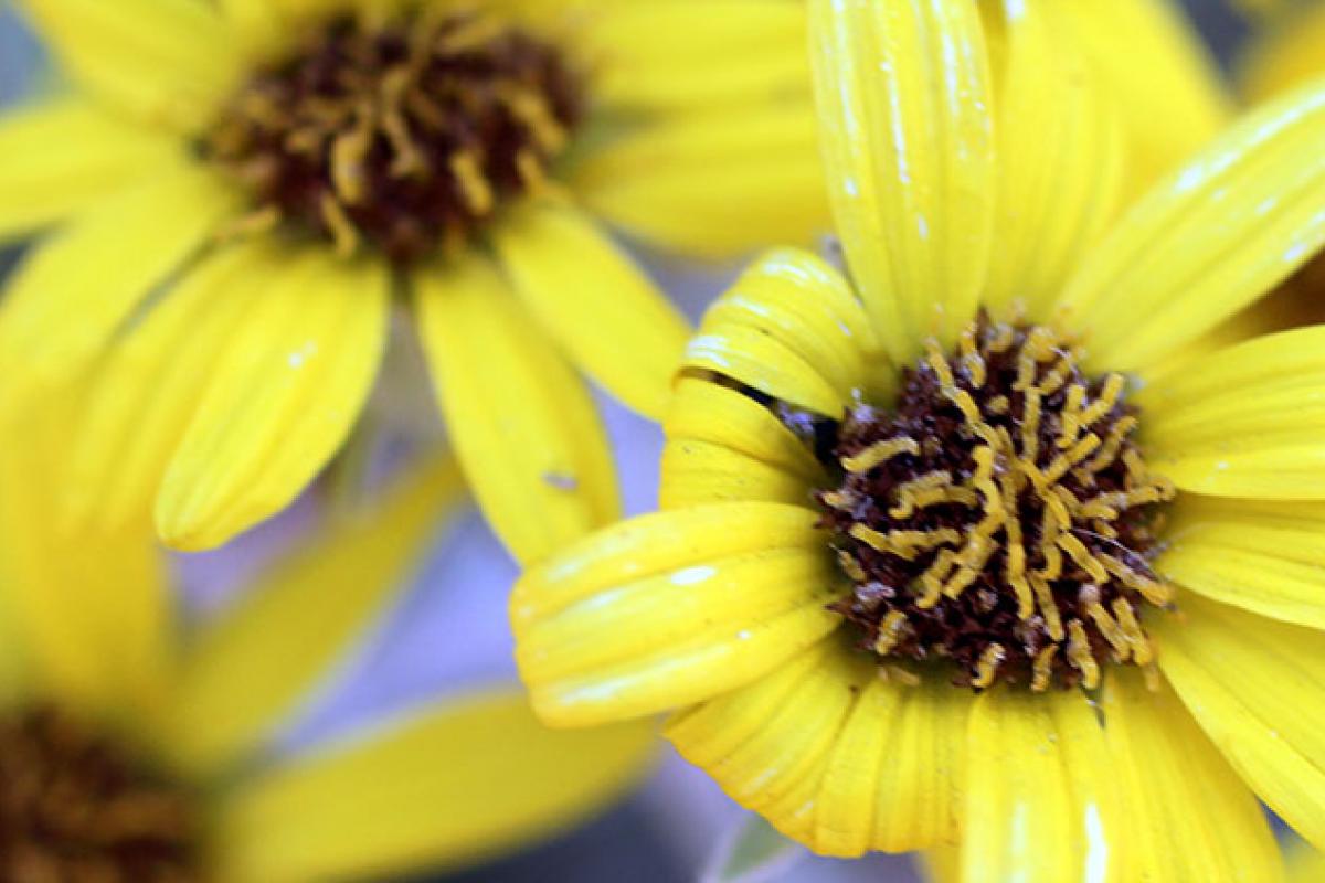 A bunch of yellow flowers.