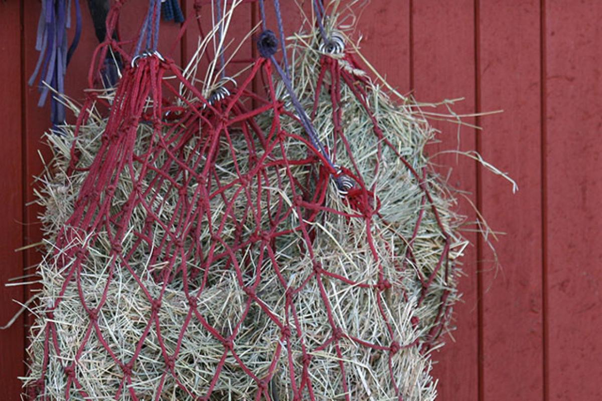 Hay hanging in a net from the stable door.